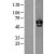 Western Blot: Chk2 Lysate [NBL1-09147] - Western Blot experiments.  Left-Control; Right -Over-expression Lysate for CHEK2.